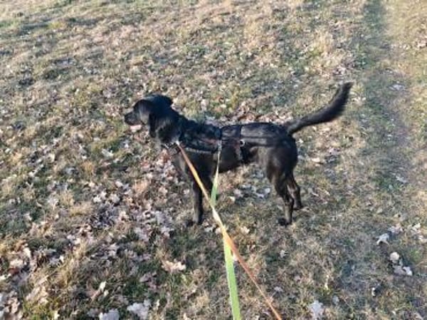 Monique sucht einen Neuanfang