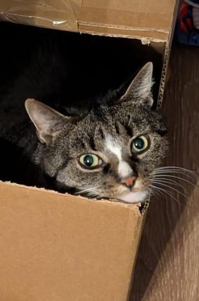 Sid sucht ein liebevolles Zuhause