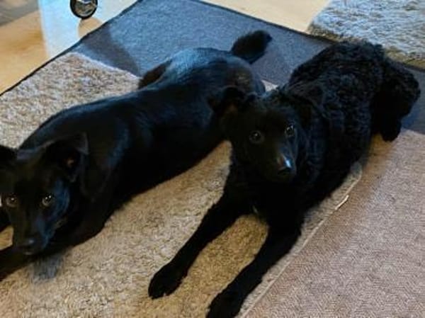 liebe Molly-Kira sucht ihre Familie