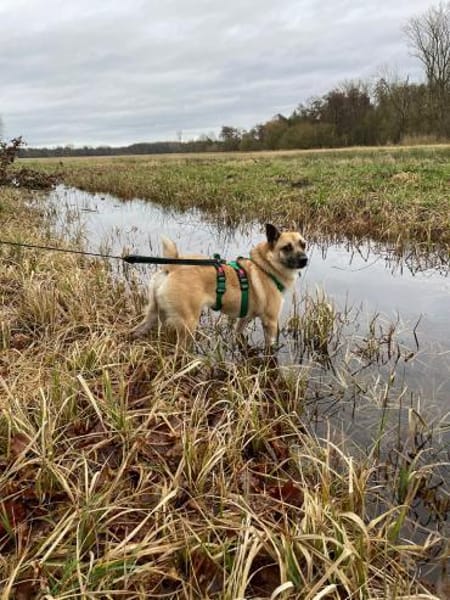 Süße Breskvica sucht ihre Familie