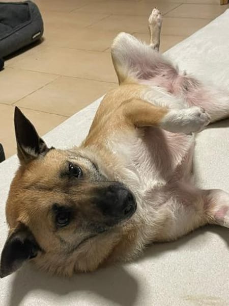 Süße Breskvica sucht ihre Familie