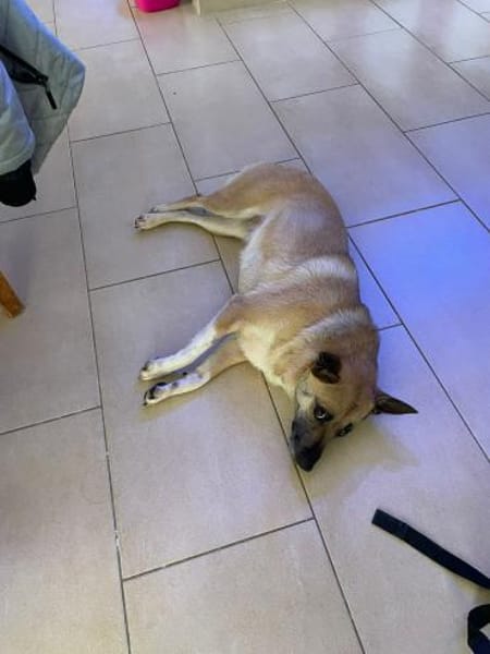 Süße Breskvica sucht ihre Familie