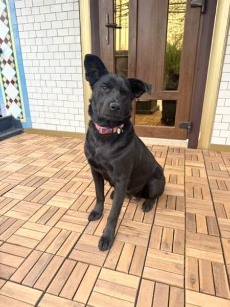 Lola sucht ihr Für-immer-Zuhause