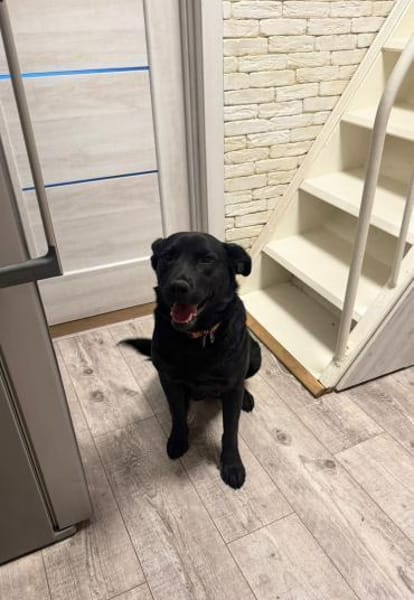 Lola sucht ihr Für-immer-Zuhause