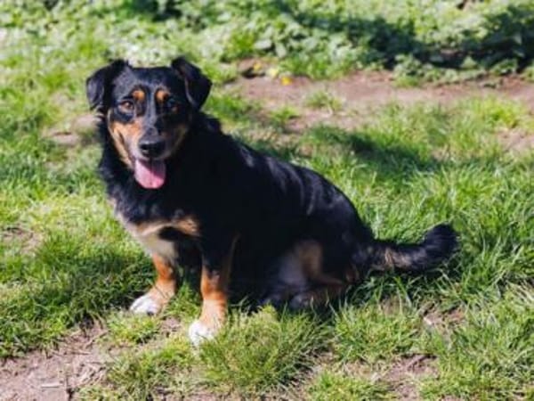 Ivie ist eine ganz tapfere, süße Hündin!