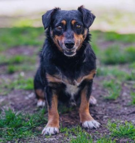 Ivie ist eine ganz tapfere, süße Hündin!