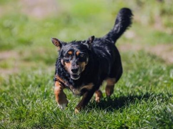Ivie ist eine ganz tapfere, süße Hündin!