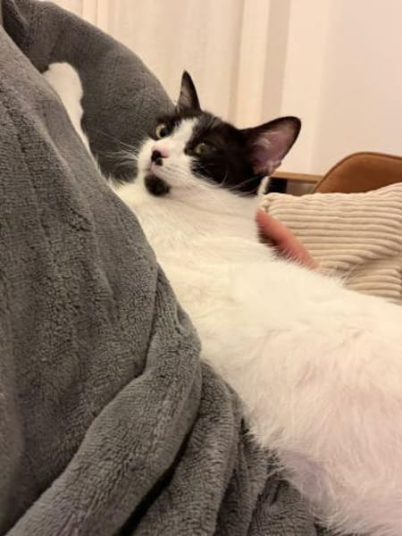 Chupa  aufgeweckte junge Entdeckerin