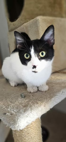 Chupa  aufgeweckte junge Entdeckerin