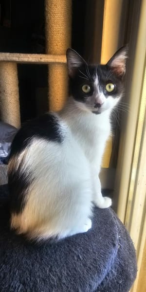 Chupa  aufgeweckte junge Entdeckerin