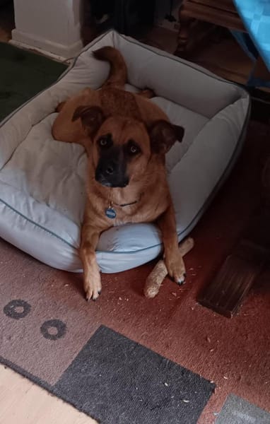 Chica sucht ein Zuhause