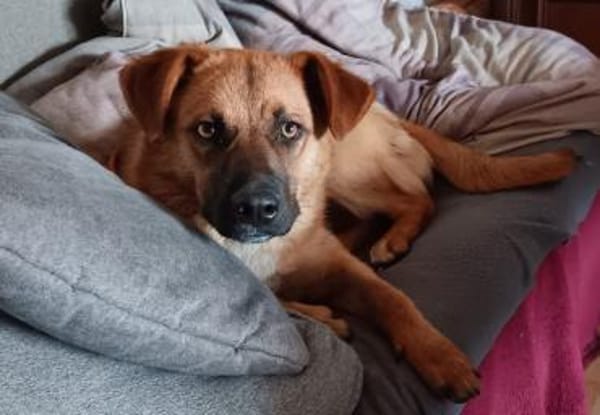 Chica sucht ein Zuhause