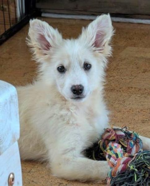 Welpenjunge Lemon auf PS in 92278