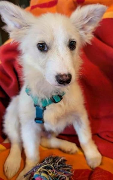 Welpenjunge Lemon auf PS in 92278