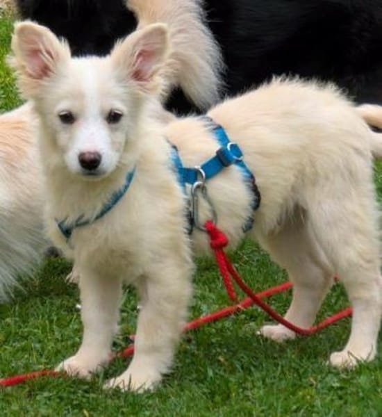 Welpenjunge Lemon auf PS in 92278