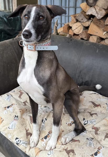 Amara die Zaubermaus / in 82284