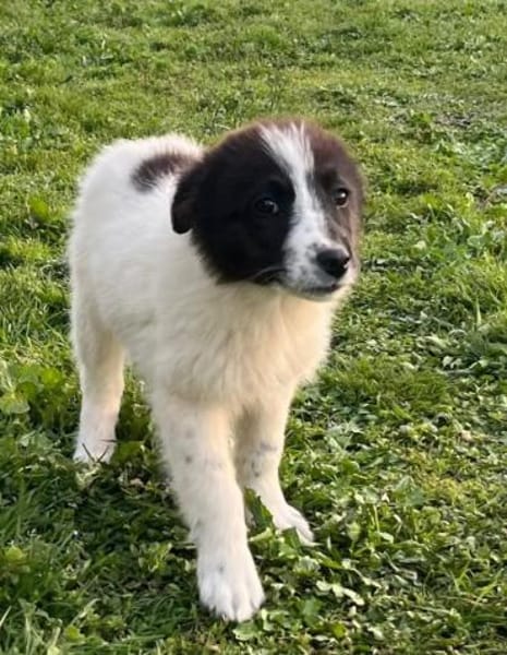 Darla - eines unserer Regenbabys