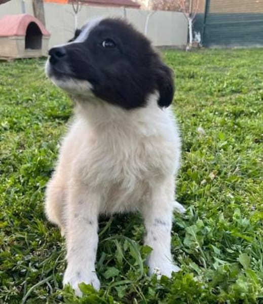 Darla - eines unserer Regenbabys