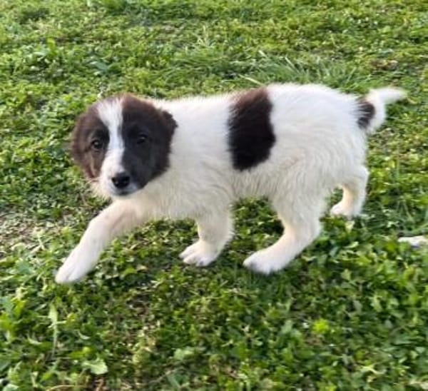 Darla - eines unserer Regenbabys