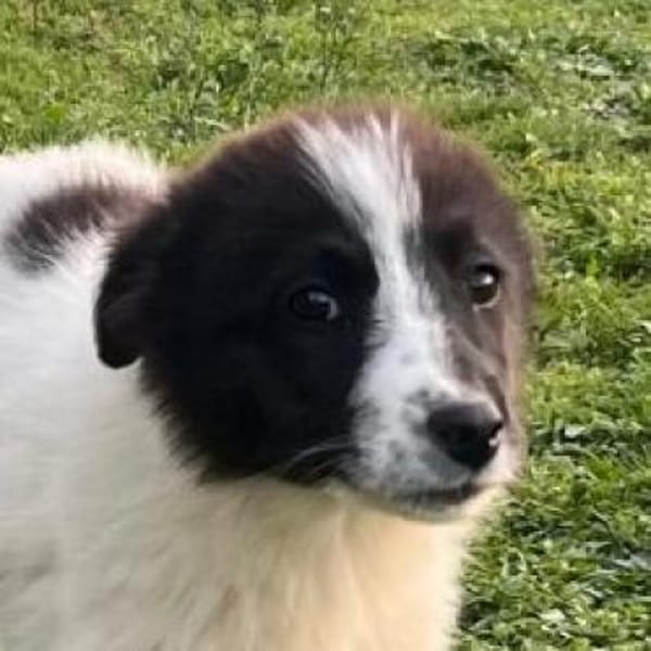 Darla - eines unserer Regenbabys