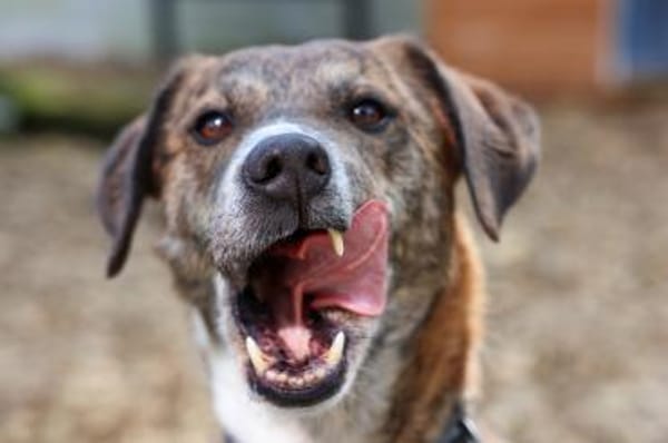 Lustiger Clown sucht seine Menschen