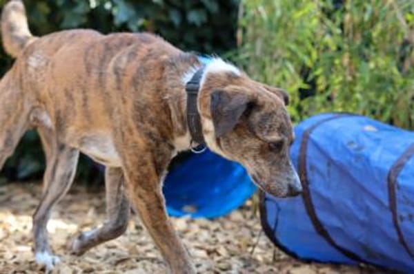 Lustiger Clown sucht seine Menschen