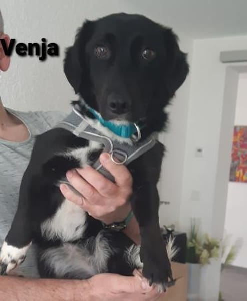 Venja braucht Empathie -  keine Hektik