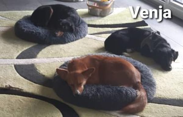 Venja braucht Empathie -  keine Hektik