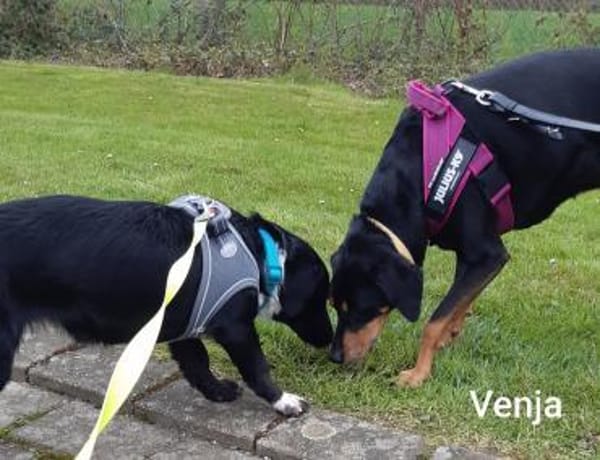 Venja braucht Empathie -  keine Hektik