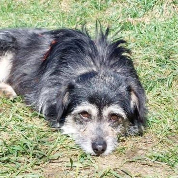 lieber kleiner Janosch auf PS 90562