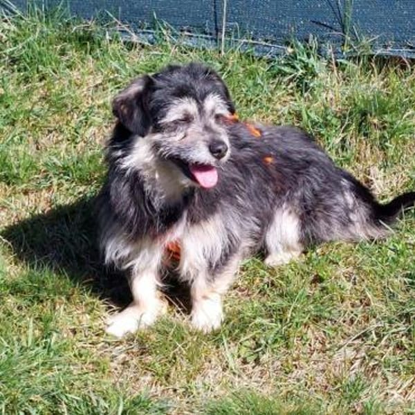 lieber kleiner Janosch auf PS 90562