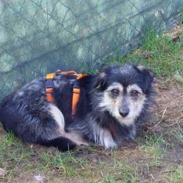 lieber kleiner Janosch auf PS 90562