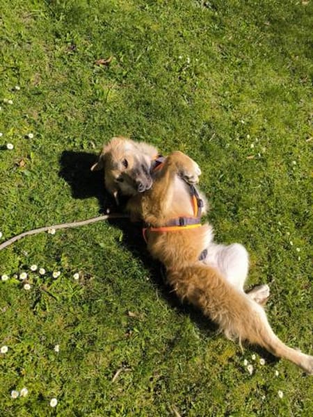 PANYA ❤ wartet in 72589 Westerheim