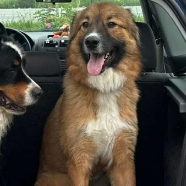 💙 Eddie sucht aktive Menschen!💙NOTFALL