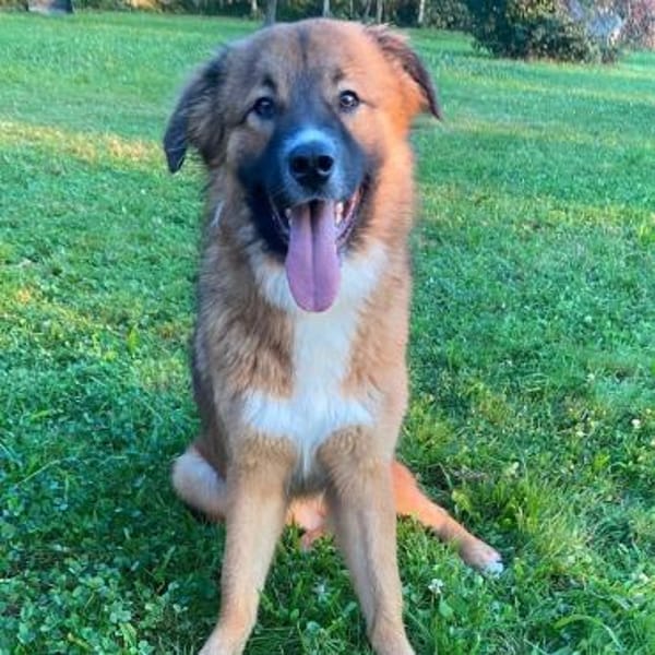 💙 Eddie sucht aktive Menschen!💙NOTFALL