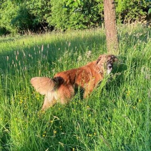 💙 Eddie sucht aktive Menschen!💙NOTFALL