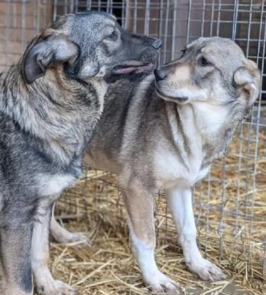 Junghündin Roxy - in Bayern (86576)