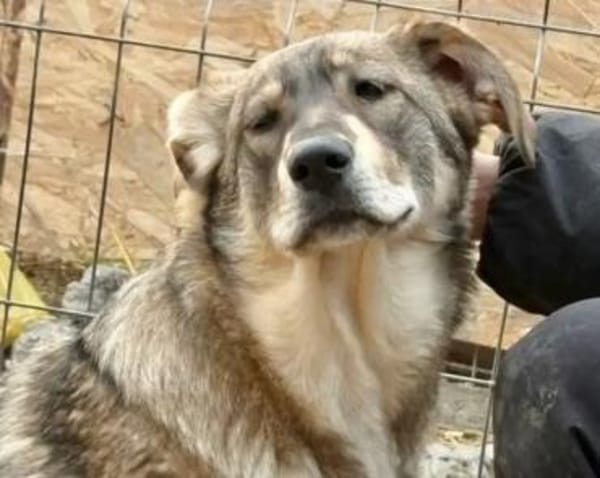 Junghündin Roxy - in Bayern (86576)