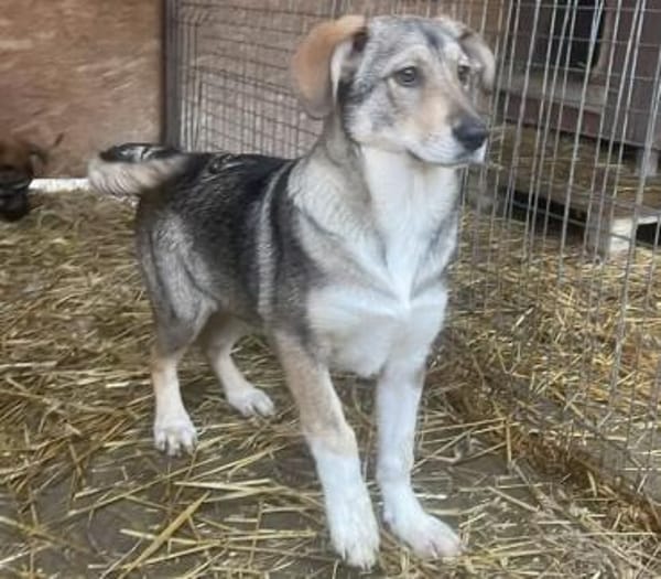 Junghündin Roxy - in Bayern (86576)