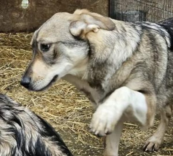 Junghündin Roxy - in Bayern (86576)