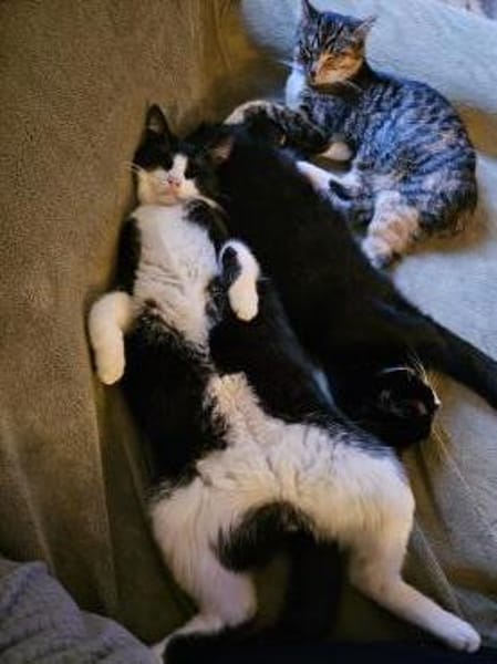 CLYDE - geb. ca. 15.07.2024