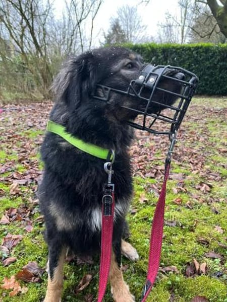 HAILEY - treu, verkuschelt, lieb