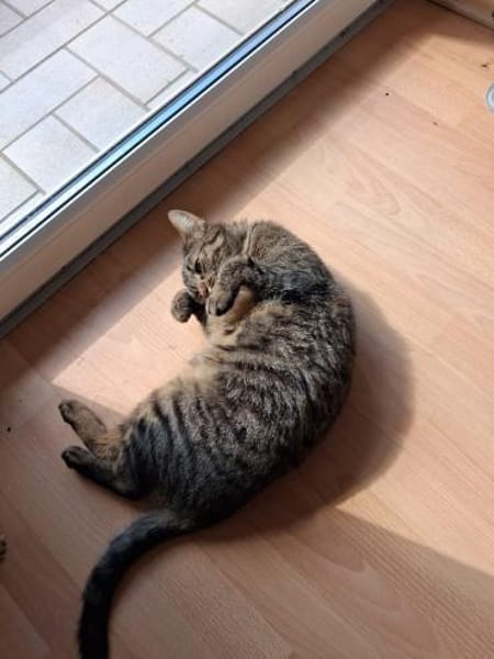 Pomelo  verschmuster, unkomplizierter K