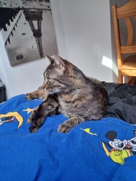 Pomelo  verschmuster, unkomplizierter K