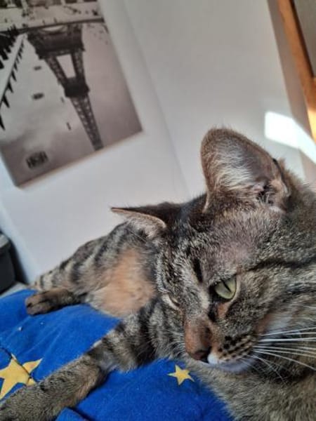 Pomelo  verschmuster, unkomplizierter K