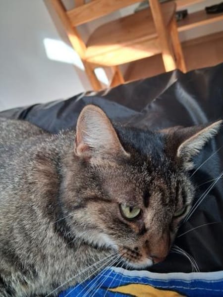 Pomelo  verschmuster, unkomplizierter K