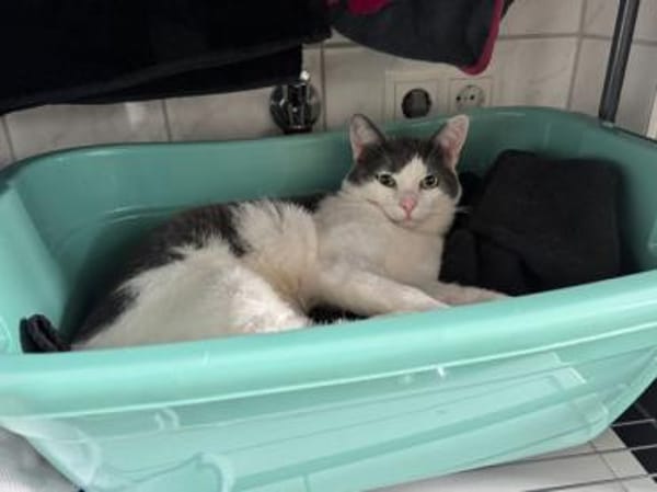 Geben Sie kleinem Sole ein Zuhause?