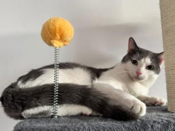 Geben Sie kleinem Sole ein Zuhause?