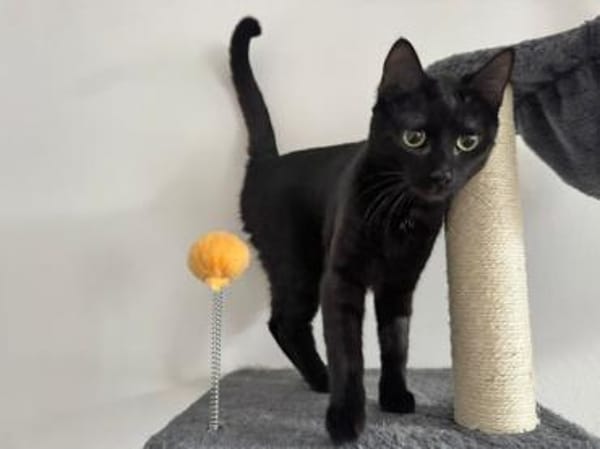 Stella sucht tolles Zuhause