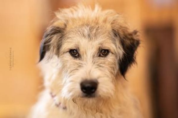 Anastasia (Ana) - Schönheit aus Lancram